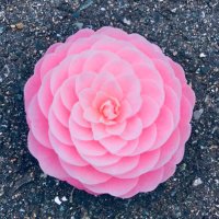 宙（ソラ）をかける魚 (@jhliwbbi5k5hlc2) Twitter profile photo