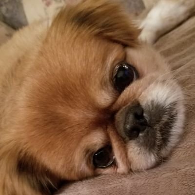 chien_bizarre's profile picture. Furry kid of human mom who loves me way too much. Left of center. Some followers would be nice 🇰🇷 🇨🇦 #BLM