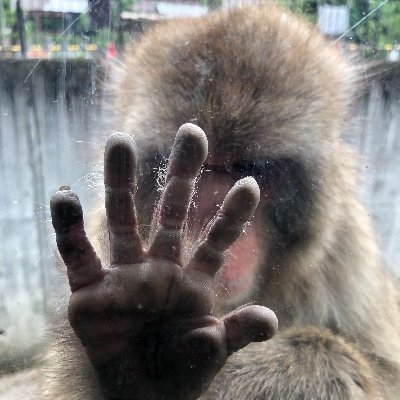 ダンボの乗り物さんのプロフィール画像