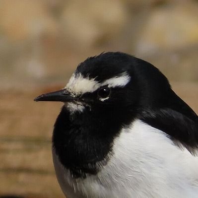 G49540204's profile picture. 画像置き場。
📷Canon「PowerShot SX740 HS」