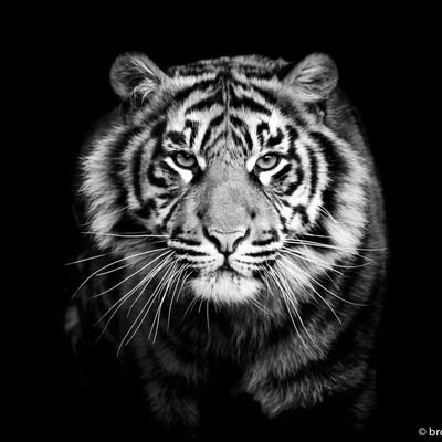 awaza_nishiku's profile picture. 高級住宅街・阿波座に住む女