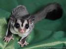 Exotics_pets's profile picture. exotic pet lovers community