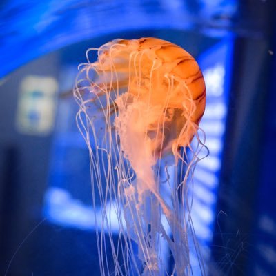 meo_meon_'s profile picture. ライブとか。