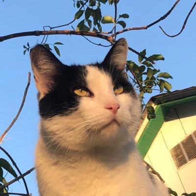 CSKillMe's profile picture. Spitters are quitters. Glory to Ukraine. 20