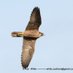 Newbury Peregrines (@NewburyPeregrin) Twitter profile photo