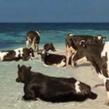 Drump Needs to Go to JAIL !!! NOW !!
Animals, Nature, Environment, History. #Climate #JusticeMatters #WomensRights