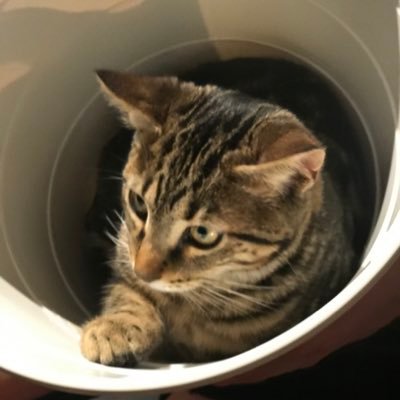 GataIsabel1's profile picture. #alemana @Madrid. Madre de 👩‍👧‍👦+🐱.