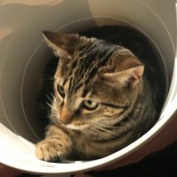 Gata_Isabel (@gataisabel1) 's Twitter Profile