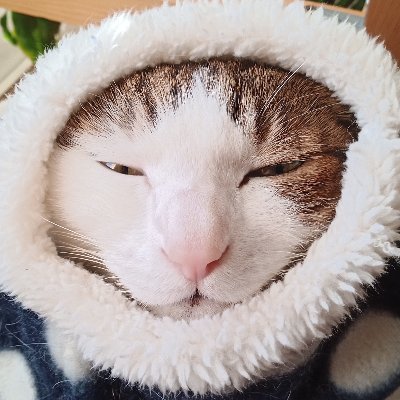 g_kon's profile picture. 何処にでもいる猫好飯好模型好オタクです。