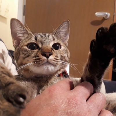 猫、ご飯とか好きなものを酔っ払いながらアップします。
誤字脱字はご容赦ください🙇
茶白が男の子のイケメンリク、茶色が女の子の美少女ララです🙋
プロフィールの画像がかわいい猫ちゃんだとフォローしてしまいます。
無言フォローごめんなさい🙇