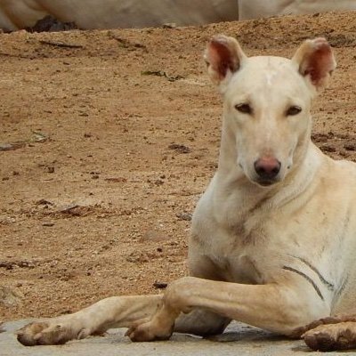 Calling out casteist bigots through melodious bow wows and woof woofs!