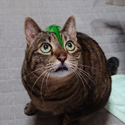 sanponohanamiti's profile picture. 歩く事と本と音楽と地図と言葉遊びが好き。お酒少々。宮本さんの真似で散歩しまくっていたら足腰異常に強くなり笑 エレカシってJポップでしょ?wと遠巻きにみていたけれど見事に沼に。元々聴いていたHR/HM/HCetc…より何よりも宮本浩次の存在すべてがRockそのものだった件。レス返せないこと多いです。すみません。PAO会員