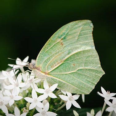 ButterflyGhost