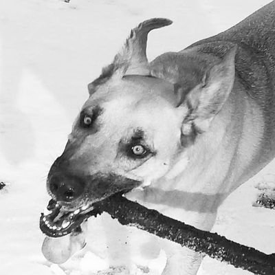 ScubaSteve007's profile picture. Jeeps, the outdoors, working out, and drinking beer. 🇺🇸