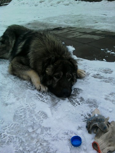 advocateam's profile picture. особенно нечего рассказывать