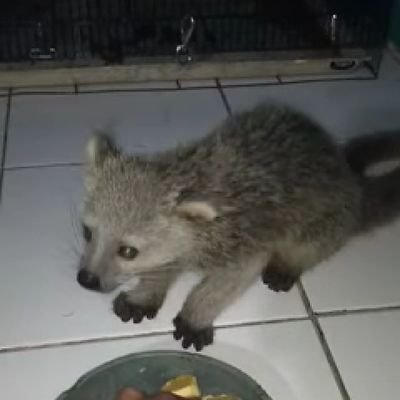 SainudinUdin's profile picture. pria