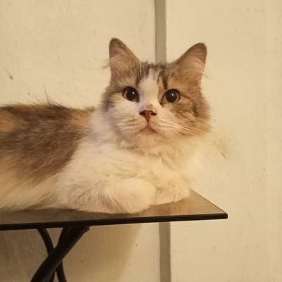 Izul25233750's profile picture. Slamba