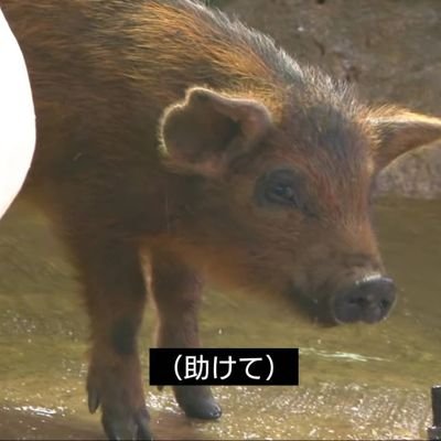 Pb3FVaBayt5NTUH's profile picture. エロ垢 凹  172#81#26 #GMPD 体おっきいひとが好き。埼玉

フォロー、DMとか気軽にお願いします