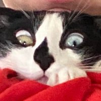 Gakian (@_gakian) 's Twitter Profile