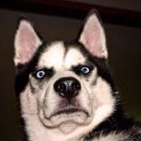 Dooba | Duckba (@doobawrites) 's Twitter Profile
