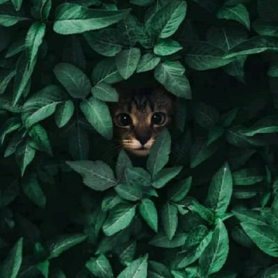 cocoaice77's profile picture. 