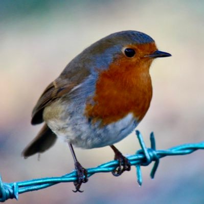 UK/Ireland -| #birds #wildlife #food | #dogs #dogfriendlyni #canon #amateur #photography - love local food 🤩 @dogfriendlyguru