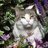 Deesje_85's profile image