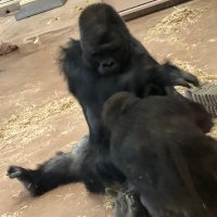 ヤス69 (@deviyose) 's Twitter Profile Photo