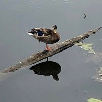 duck rabbit (@mustwarnothers_) 's Twitter Profile Photo duck rabbit (@mustwarnothers_) 's Twitter Profile Photo