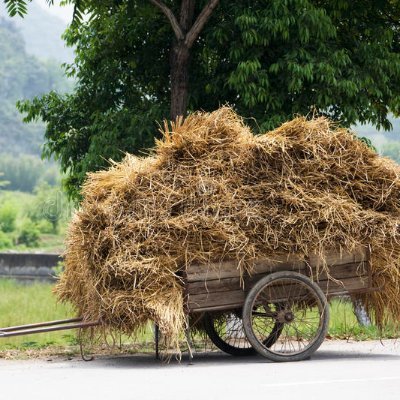 BottsFran's profile picture. Just chewing.