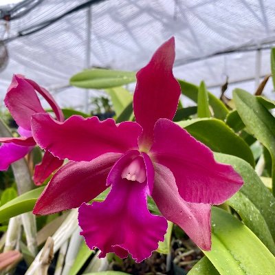 Official Twitter Account of the Lehigh Valley Orchid Society (LVOS)