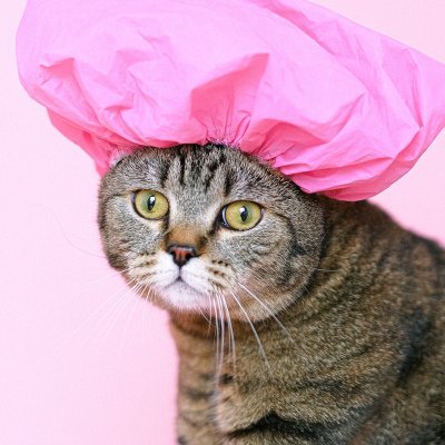 Follow so you won't miss out on some fun and good times. #Meowwwwwwww! Coughs up fur ball while cloud surfing :P