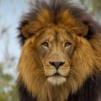 Mel Henson (@melhenson3) 's Twitter Profile