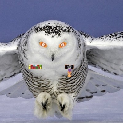 Bennd's Owl