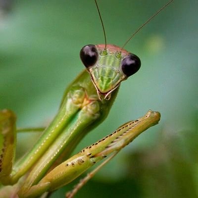 PreyingMantisss's profile picture. If I were a serpent, I would slither. I'm hungry. Liberal. Antifa. Homeless at home.