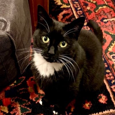 miaow ma mow mow prrrrp mow mioaw mow ma mow mow miiiaaow mow prrrrrp. Mum does the words... Remember people - cats not c***s - the latter will be blocked. Yep.