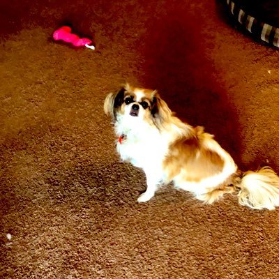 60, single, dog momlove my little Japanese chin Sophie. and my three beautiful daughters. Blue 4 ever! NO DMS