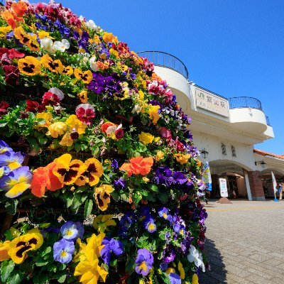 館山市観光協会の公式アカウントです！館山は千葉県房総半島の南部に位置します。館山へのアクセスはこちら→https://t.co/jhuGZRwTfp

原則返信等は出来ませんのでお問い合わせはこちらへお願いします。→https://t.co/8QseYj8Mn8