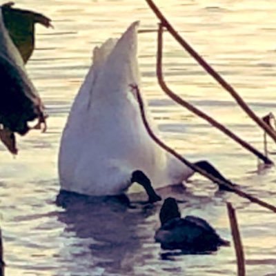 kamosobasuki's profile picture. おあああ