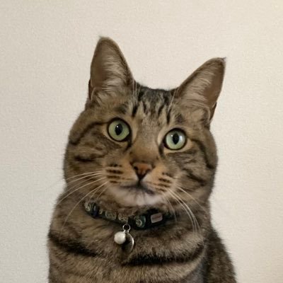 ascii2null's profile picture. 競馬が人生の比喩なのではない。人生が競馬の比喩なのだ。