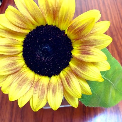 明けない夜はないと信じて🌻いいねは応援のつもりです😌息子の悩みは尽きない。こもりびとの親になったようです。思ったことをただ吐き出して頭を整理してます。