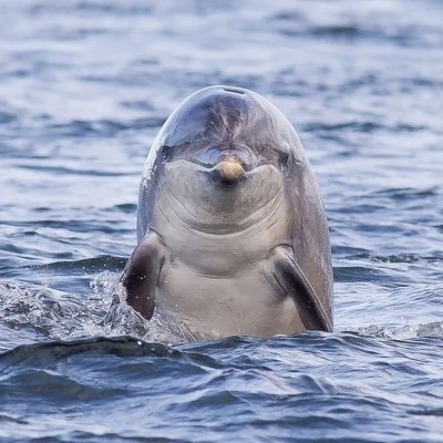 TovonnaH's profile picture. 