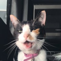 omnomnomms ✤ (@sushicatcrypt0) 's Twitter Profile