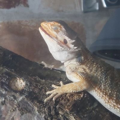 jSL2sUskbxwtwse's profile picture. 奥さんと一緒に爬虫類のお世話。
と言ってもほとんど奥さんがお世話中…💧
皆様の🐍や🦎を見て楽しませて頂いています。