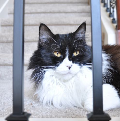 MollieKitty's profile picture. 