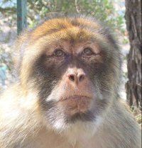 apebook's profile picture. Ape Book