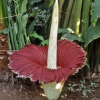【公式】東京大学大学院理学系研究科附属植物園(小石川植物園) (@bg_utokyo) 's Twitter Profile Photo 【公式】東京大学大学院理学系研究科附属植物園(小石川植物園) (@bg_utokyo) 's Twitter Profile Photo