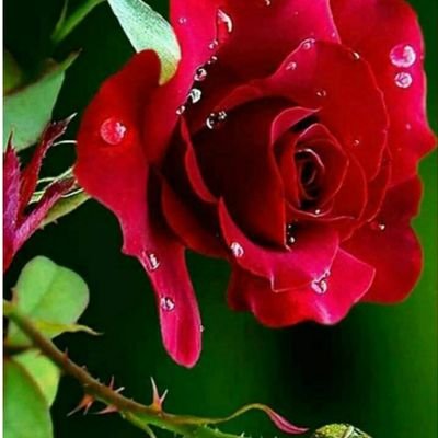 ProCo58916673's profile picture. nothing special