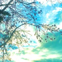 Sangeeta (@aspsangeeta) 's Twitter Profile