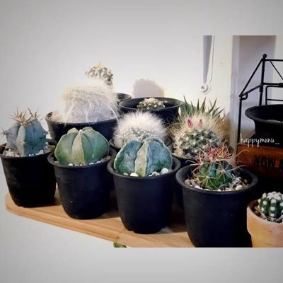 WjgYoshi's profile picture. 謎のボヤキ垢